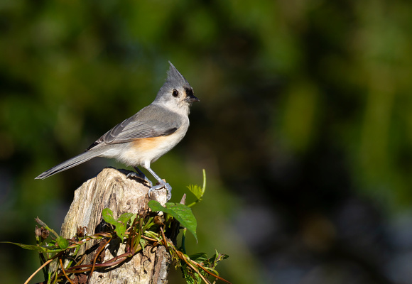 #2332- Tufted Titmouse