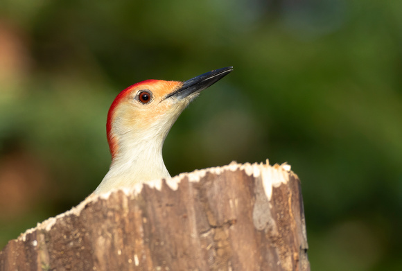 #2338 - Red-bellied Woodpecker