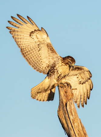 #2336 - Juvenile Red-tailed Hawk