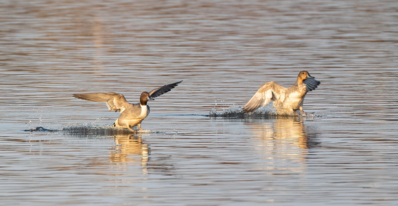 #2537 - Pintails Touching Down
