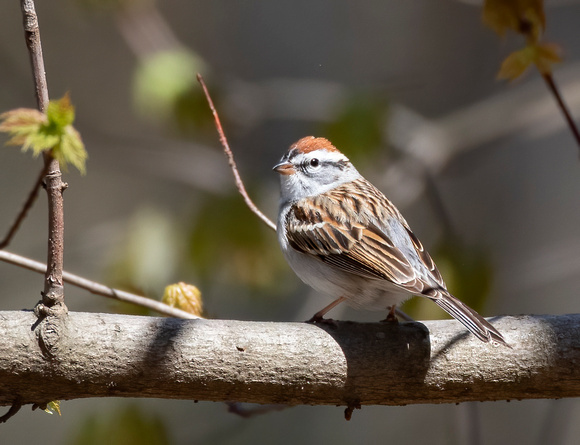 #2547 - Chipping Sparrow