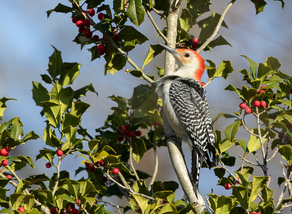 #2542 - Reb-bellied Woodpecker