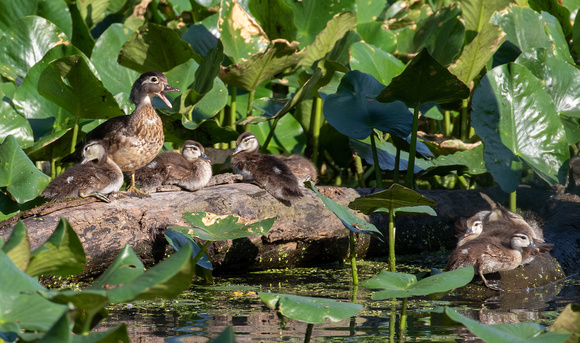 #2569 - Wood Duck Family