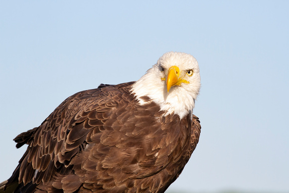 #2568 - Bald Eagle